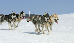 Dog Sled Racing - Nome, Alaska, USA