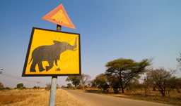 Elephant Crossing - Bulawayo, Zimbabwe