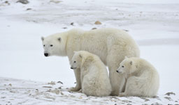 Polar Bears - Churchill, Manitoba, Canada
