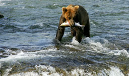 Wildlife View - King Salmon, Alaska, USA