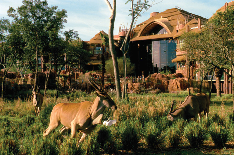 Disney Animal Kingdom Orlando Packages