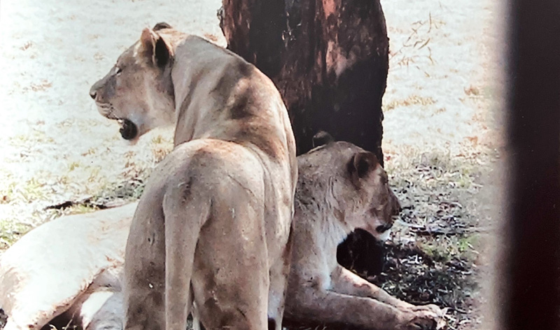 Réserve de lion blanc