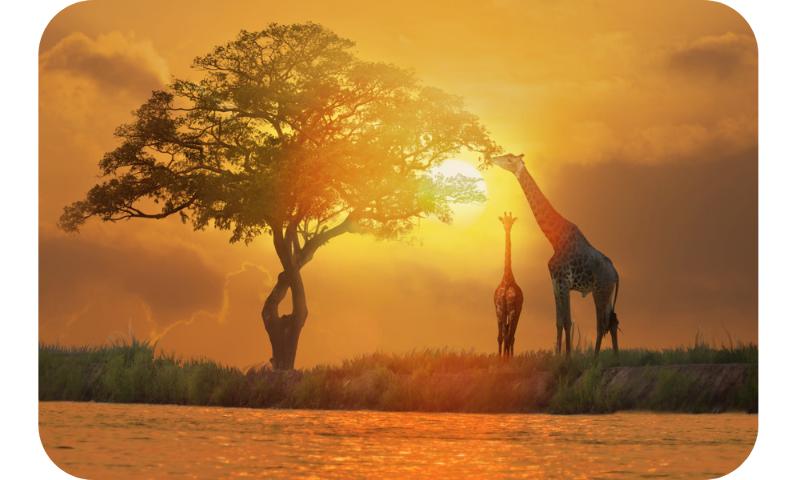Giraffes in the african savannah at sunset