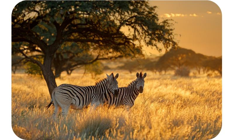 Zèbres dans la savane africaine