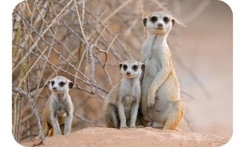 Sentinelles du Kalahari