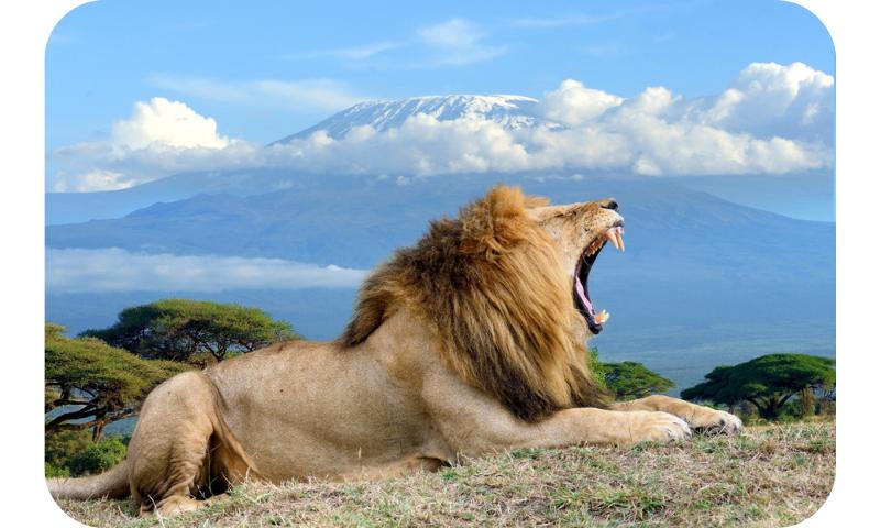 Roaring lion in the african savannah