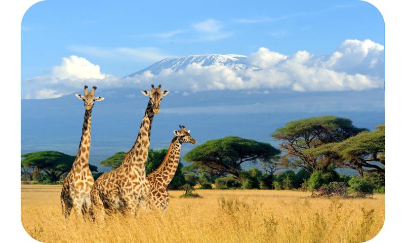 Giraffes in the african savannah