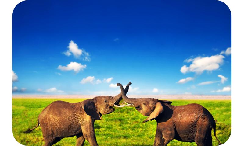 Deux éléphants dans la savane africaine