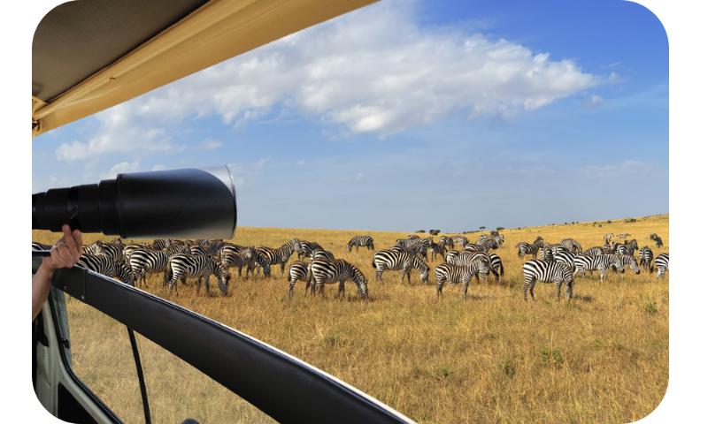 Zèbre dans la savane africaine lors d'un safari