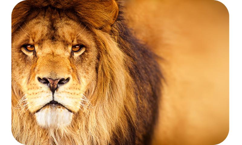 Roaring lion in the african savannah