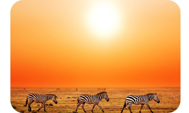 Three zebras at sunset in the Tanzanian savannah