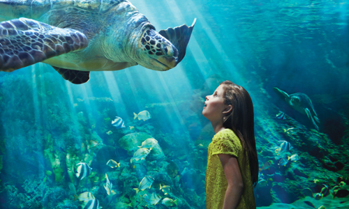 Seaworld girl and turtle