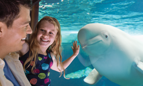 Kissimmee Seaworld Slideshow
