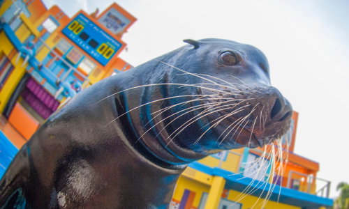 Kissimmee Seaworld Slideshow
